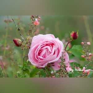 Pink Garden Rose Close-Up photo 8x10